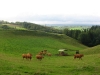 Colline du Cantal à Imbert