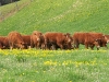 Prairie fleurie avec vache limousine